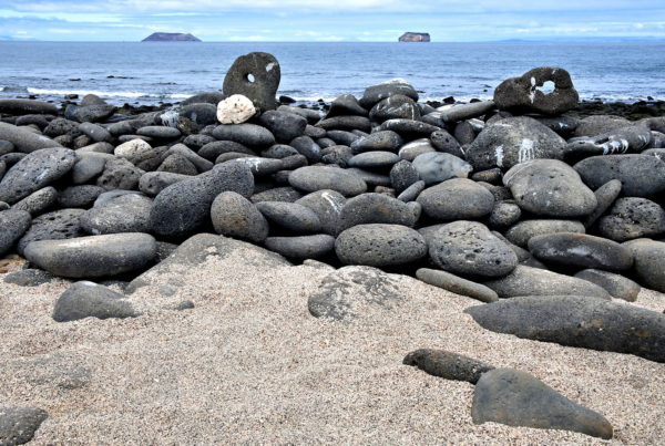 Beach on North Seymour in Galápagos, EC - Encircle Photos