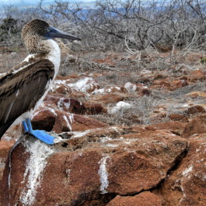Blue-footed Booby Close Up on North Seymour in Galápagos, EC - Encircle Photos