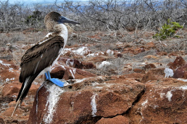 Blue-footed Booby Close Up on North Seymour in Galápagos, EC - Encircle Photos