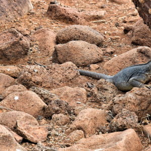Female Lava Lizard on North Seymour in Galápagos, EC - Encircle Photos