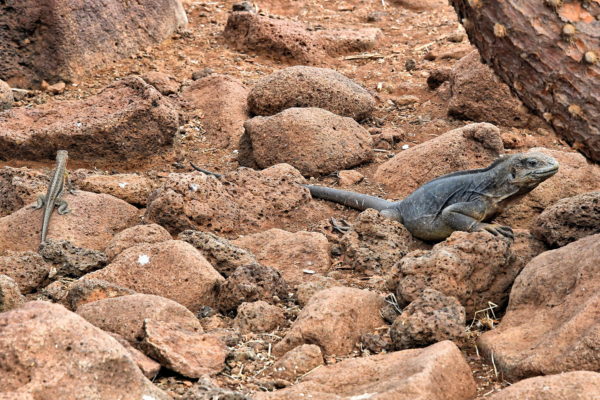 Female Lava Lizard on North Seymour in Galápagos, EC - Encircle Photos