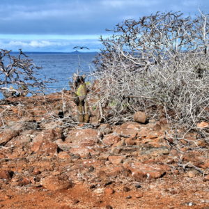 Introduction to North Seymour in Galápagos, EC - Encircle Photos