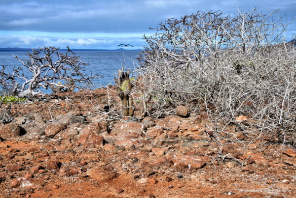 Introduction to North Seymour in Galápagos, EC - Encircle Photos