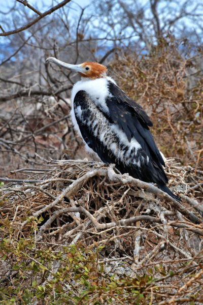 Juvenile Magnificent Frigatebird on North Seymour in Galápagos, EC - Encircle Photos
