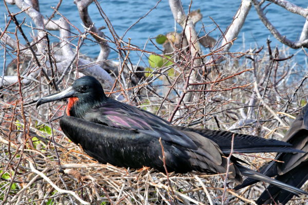 Male Magnificent Frigatebird on North Seymour in Galápagos, EC - Encircle Photos