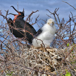 Male and Chick Magnificent Frigatebirds on North Seymour in Galápagos, EC - Encircle Photos