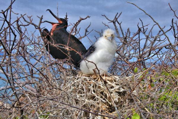 Male and Chick Magnificent Frigatebirds on North Seymour in Galápagos, EC - Encircle Photos