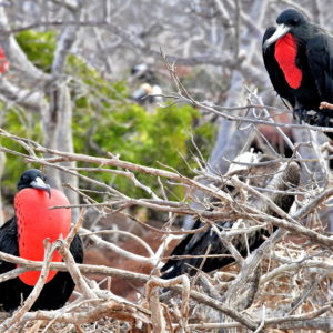 Red Sacs on Male Magnificent Frigatebirds on North Seymour in Galápagos, EC - Encircle Photos
