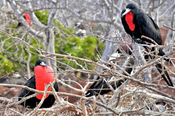 Red Sacs on Male Magnificent Frigatebirds on North Seymour in Galápagos, EC - Encircle Photos