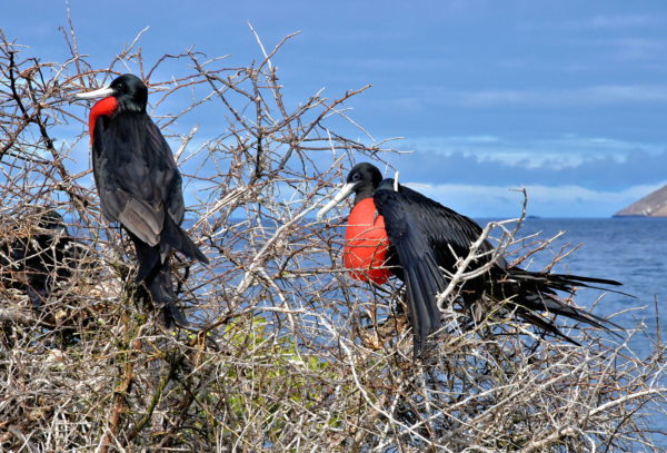 Two Male Magnificent Frigatebirds on North Seymour in Galápagos, EC - Encircle Photos