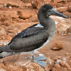 Old Blue-footed Booby on North Seymour in Galápagos, EC - Encircle Photos