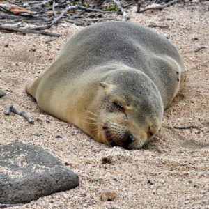 Sleeping Sea Lion Pup on North Seymour in Galápagos, EC - Encircle Photos