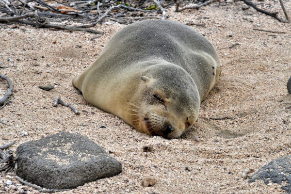Sleeping Sea Lion Pup on North Seymour in Galápagos, EC - Encircle Photos