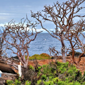 Trail System on North Seymour in Galápagos, EC - Encircle Photos
