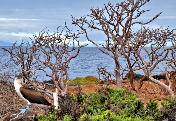Trail System on North Seymour in Galápagos, EC - Encircle Photos