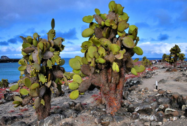 Geological Formation of Plaza Sur near Santa Cruz in Galápagos, EC - Encircle Photos