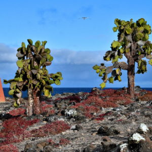 Trail’s Peak on Plaza Sur near Santa Cruz in Galápagos, EC - Encircle Photos