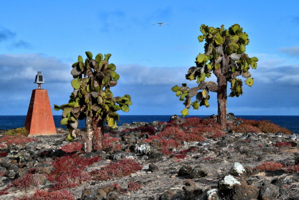 Trail’s Peak on Plaza Sur near Santa Cruz in Galápagos, EC - Encircle Photos