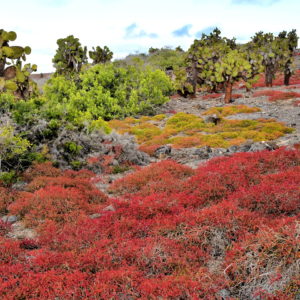 Vibrant Landscape on Plaza Sur near Santa Cruz in Galápagos, EC - Encircle Photos