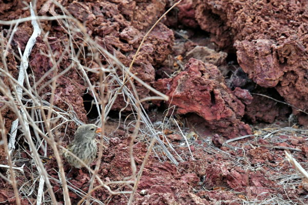 Darwin’s Finches on Rábida Island in Galápagos, EC - Encircle Photos