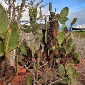 Flora of Rábida Island in Galápagos, EC - Encircle Photos