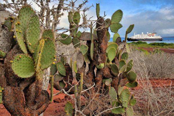 Flora of Rábida Island in Galápagos, EC - Encircle Photos