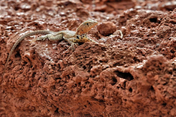 Galápagos Lava Lizard on Rábida Island in Galápagos, EC - Encircle Photos