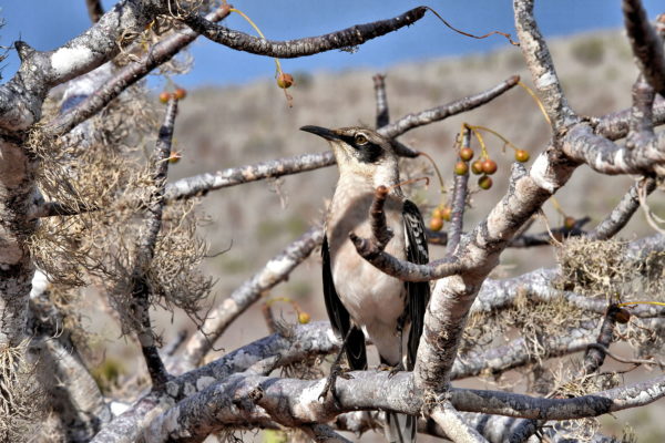 Galápagos Mockingbird on Rábida Island in Galápagos, EC - Encircle Photos