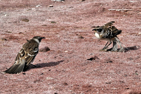 Attempted Intimidation of Mockingbirds at Rábida Island in Galápagos, EC - Encircle Photos