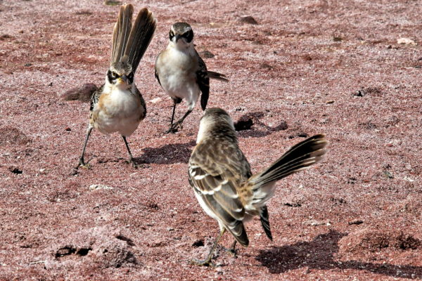 Confrontation of Mockingbirds on Rábida Island in Galápagos, EC - Encircle Photos