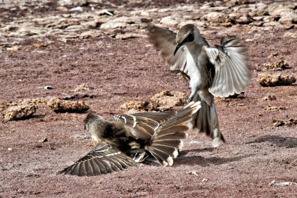 Mockingbirds Fighting on Rábida Island in Galápagos, EC - Encircle Photos