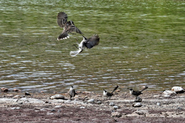 Mockingbirds Fighting Midair on Rábida Island in Galápagos, EC - Encircle Photos