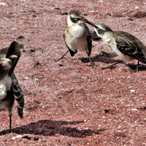 Mockingbird Territory Encroachment on Rábida Island in Galápagos, EC - Encircle Photos