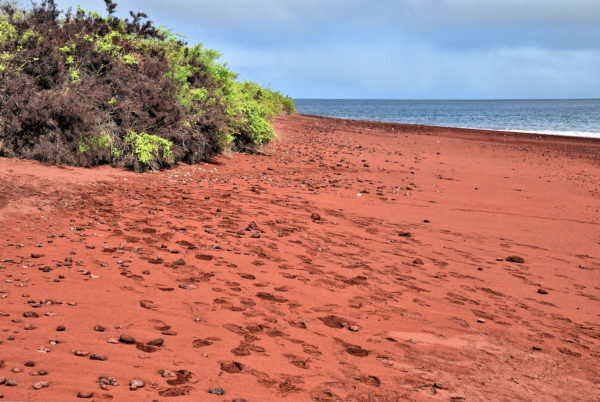 Red Beach on Rábida Island in Galápagos, EC - Encircle Photos