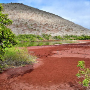 Saltwater Lagoon on Rábida Island in Galápagos, EC - Encircle Photos
