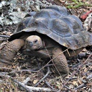 Giant Tortoise at La Galapaguera on San Cristóbal Island in Galápagos, EC - Encircle Photos