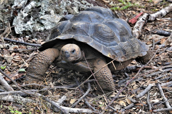 Giant Tortoise at La Galapaguera on San Cristóbal Island in Galápagos, EC - Encircle Photos
