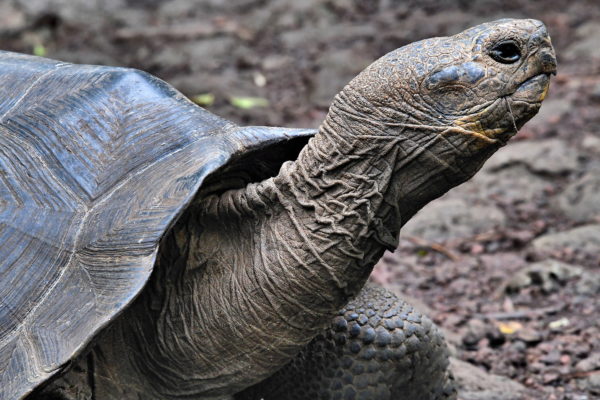 One Tortoise Species at La Galapaguera on San Cristóbal Island in Galápagos, EC - Encircle Photos