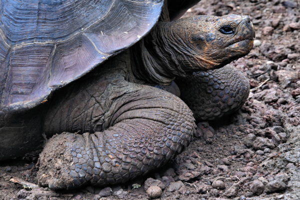 Renewing Population at La Galapaguera on San Cristóbal Island in Galápagos, EC - Encircle Photos