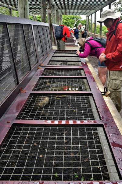 Tortoise Hatchlings at La Galapaguera on San Cristóbal Island in Galápagos, EC - Encircle Photos