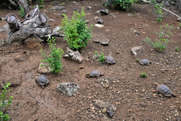 Tortoise Juveniles at La Galapaguera on San Cristóbal Island in Galápagos, EC - Encircle Photos