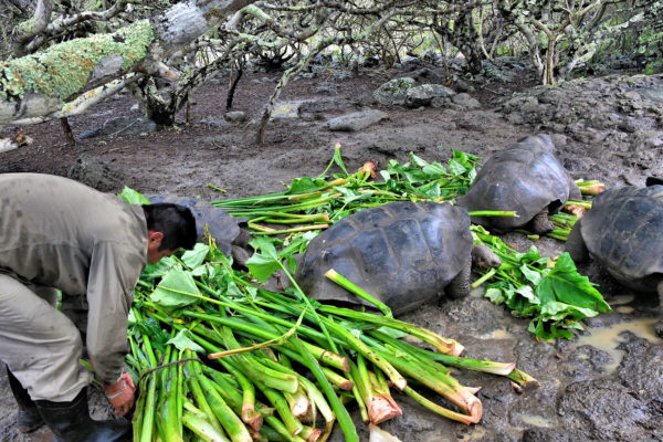 Tortoises Feeding at La Galapaguera on San Cristóbal Island in Galápagos, EC - Encircle Photos