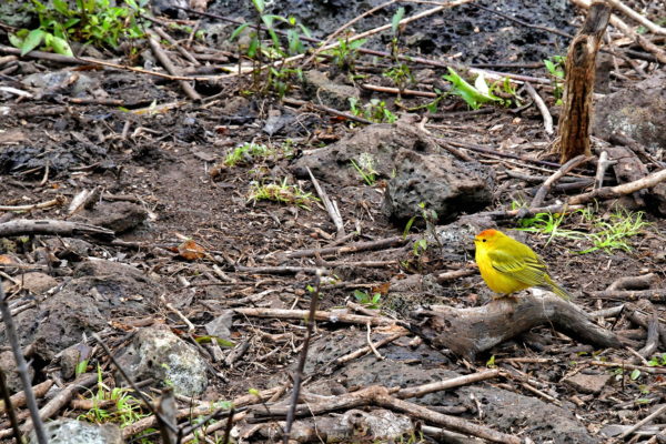 Yellow Warbler at La Galapaguera on San Cristóbal Island in Galápagos, EC - Encircle Photos