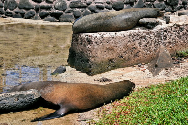 Bachelor Colony at Puerto Baquerizo Moreno on San Cristóbal Island in Galápagos, EC - Encircle Photos