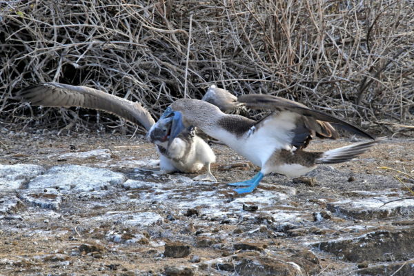 Blue-footed Booby Feeding at Punta Pitt on San Cristóbal Island in Galápagos, EC - Encircle Photos