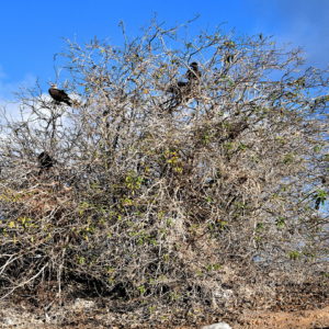 Red-footed Booby Nest at Punta Pitt on San Cristóbal Island in Galápagos, EC - Encircle Photos