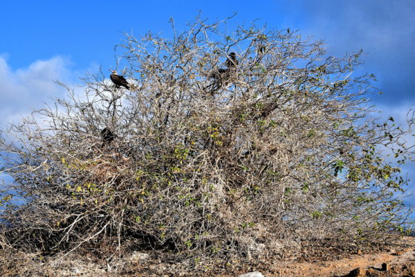 Red-footed Booby Nest at Punta Pitt on San Cristóbal Island in Galápagos, EC - Encircle Photos