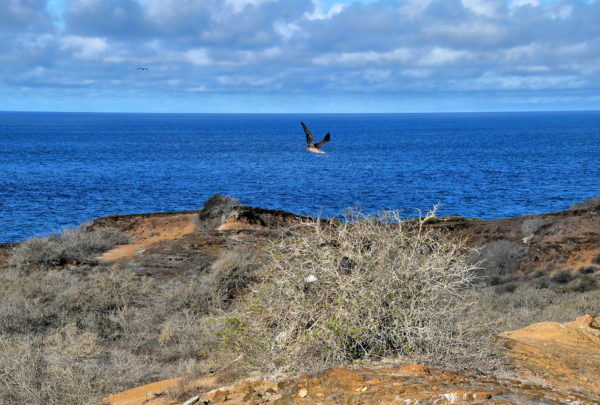 Three Booby Types at Punta Pitt on San Cristóbal Island in Galápagos, EC - Encircle Photos