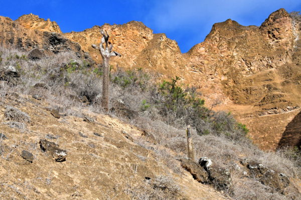 Vegetation at Punta Pitt on San Cristóbal Island in Galápagos, EC - Encircle Photos