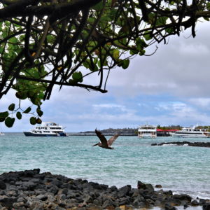 Academy Bay in Puerto Ayora on Santa Cruz Island in Galápagos, EC - Encircle Photos